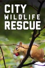 City Wildlife Rescue