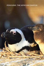 Penguins: The African Chaplin