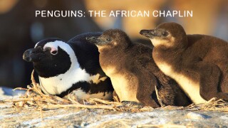 Penguins: The African Chaplin