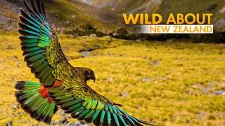 Wild About New Zealand