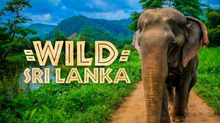 Wild Sri Lanka