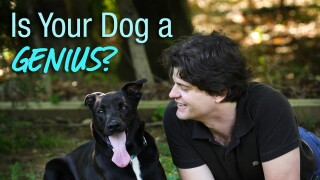 Is Your Dog a Genius?