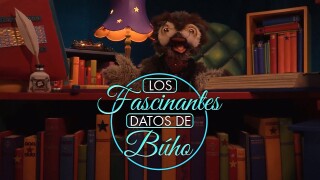 Los fascinantes datos de Búho