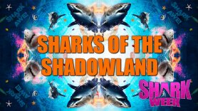 Sharks of the Shadowland