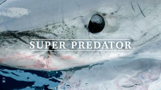 Super Predator