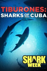 Tiburones: Sharks of Cuba