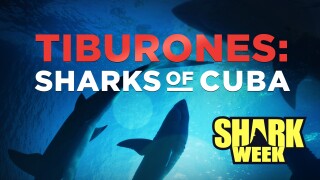 Tiburones: Sharks of Cuba