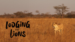 Lodging With Lions