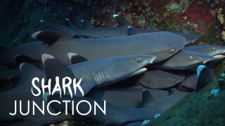 Shark Junction