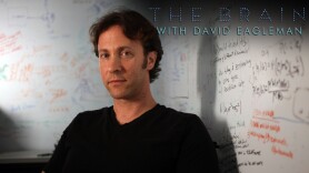 The Brain With David Eagleman