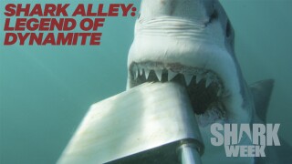 Shark Alley: Legend of Dynamite