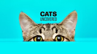 Cats Uncovered