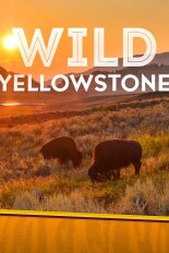 Wild Yellowstone