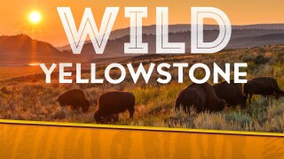 Wild Yellowstone