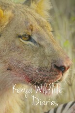 Kenya Wildlife Diaries