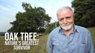 Oak Tree: Nature's Greatest Survivor