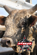 PBR Bull Riding