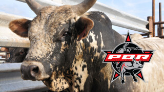 PBR Bull Riding