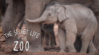 The Secret Life of the Zoo