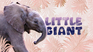 Little Giant