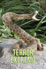 Terror extremo