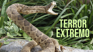 Terror extremo