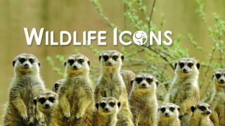 Wildlife Icons