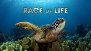 Race of Life