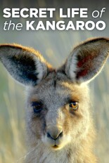 Secret Life of the Kangaroo