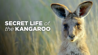 Secret Life of the Kangaroo