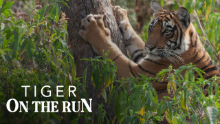 Tiger On The Run