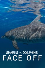 Sharks vs. Dolphins: Face Off