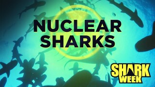 Nuclear Sharks