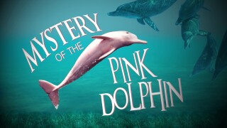 The Mystery of the Pink Dolphin