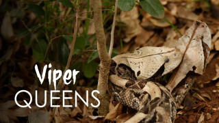 Viper Queens