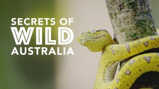 Secrets of Wild Australia