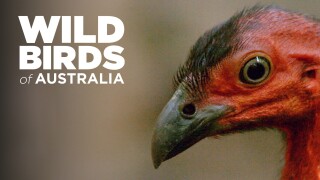 Wild Birds of Australia