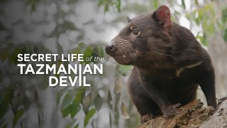 Secret Life of the Tasmanian Devil