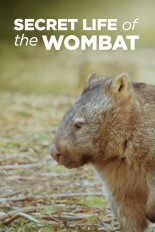 Secret Life of the Wombat