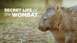 Secret Life of the Wombat