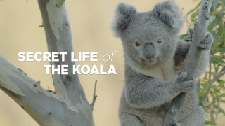 Secret Life of the Koala