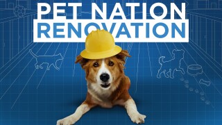 Pet Nation Renovation