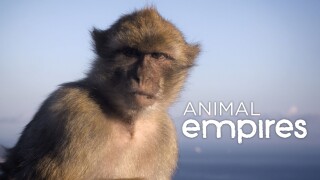 Animal Empires