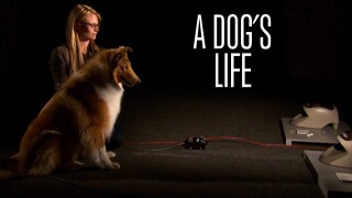 A Dog's Life