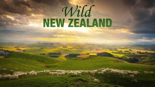 Wild New Zealand