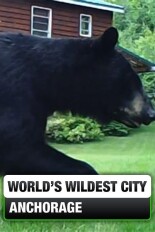 World's Wildest City: Anchorage