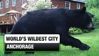 World's Wildest City: Anchorage