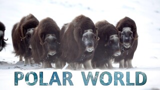 Polar World