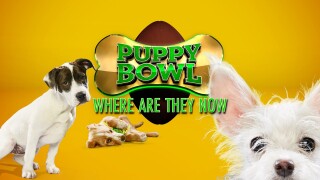 Puppy Bowl: Where Are They Now