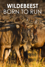 Wildebeest: Born to Run